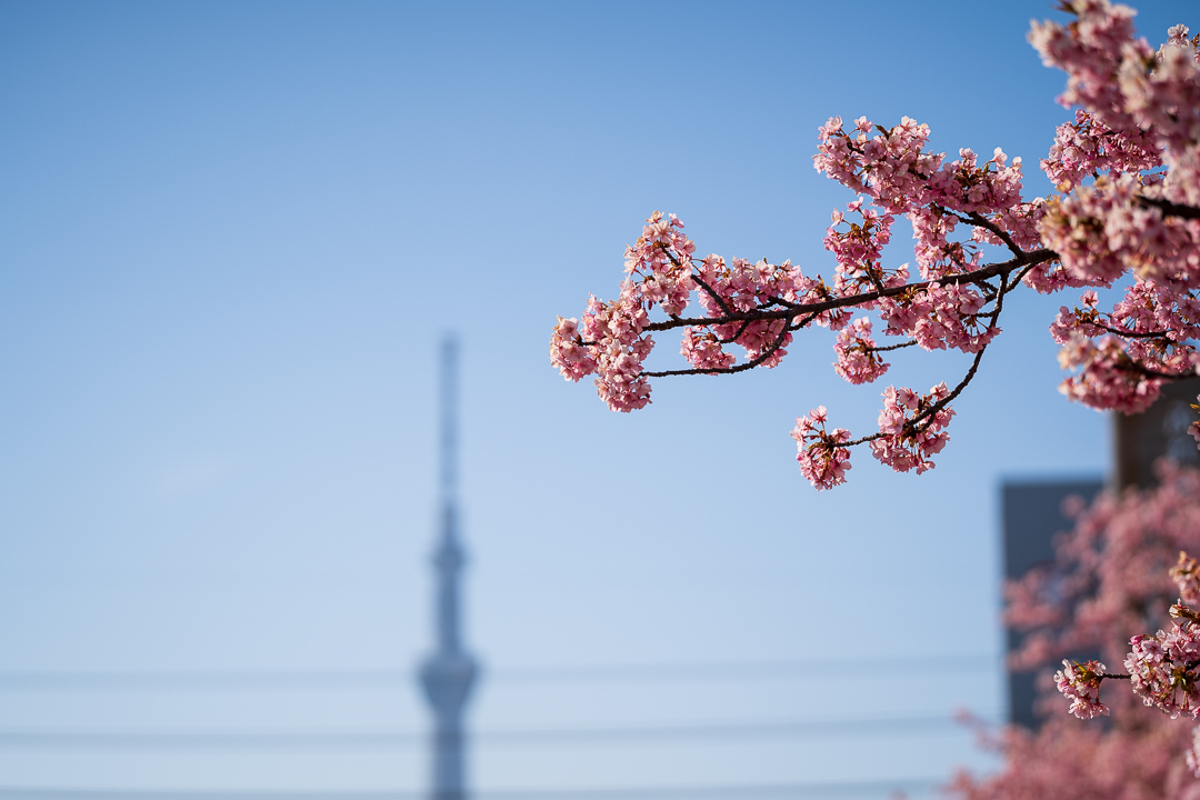 sakura_2021