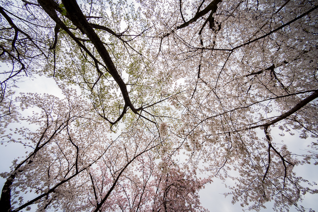 sakura_2021_2