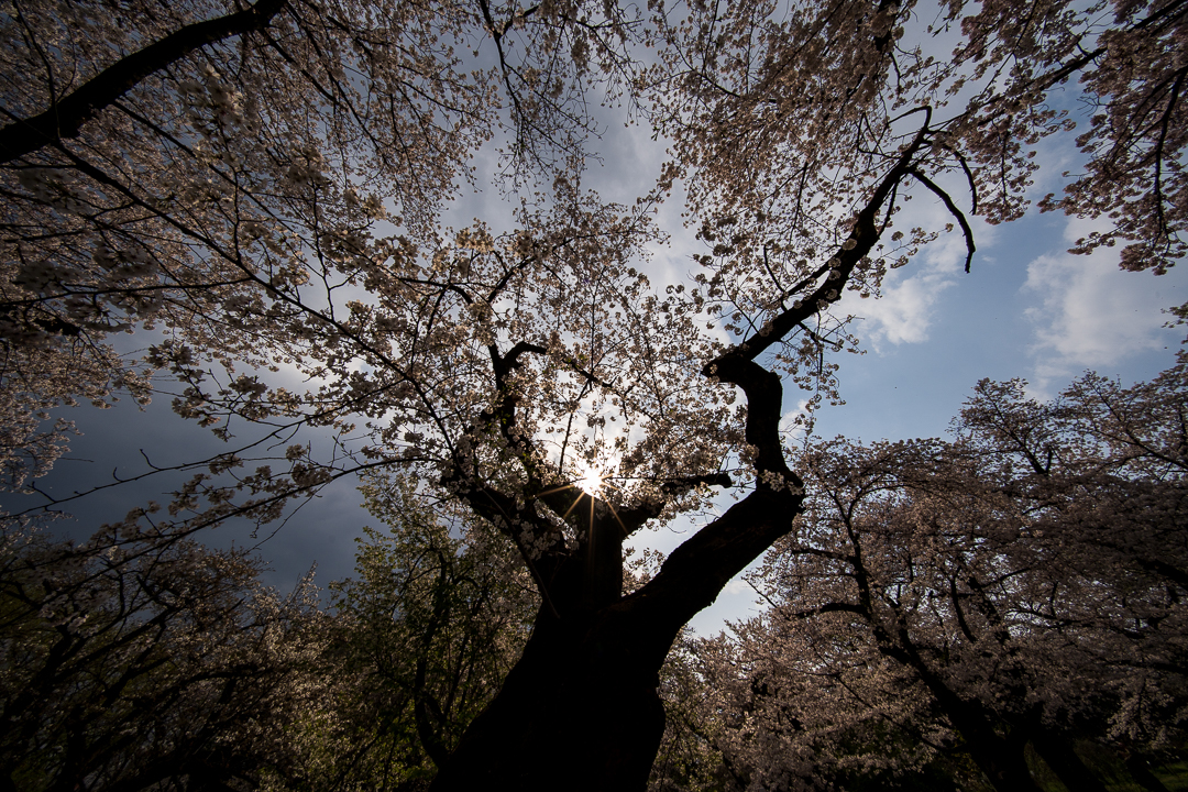 sakura_2021_2