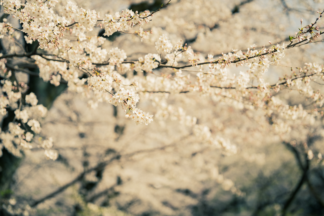 sakura_2021_2