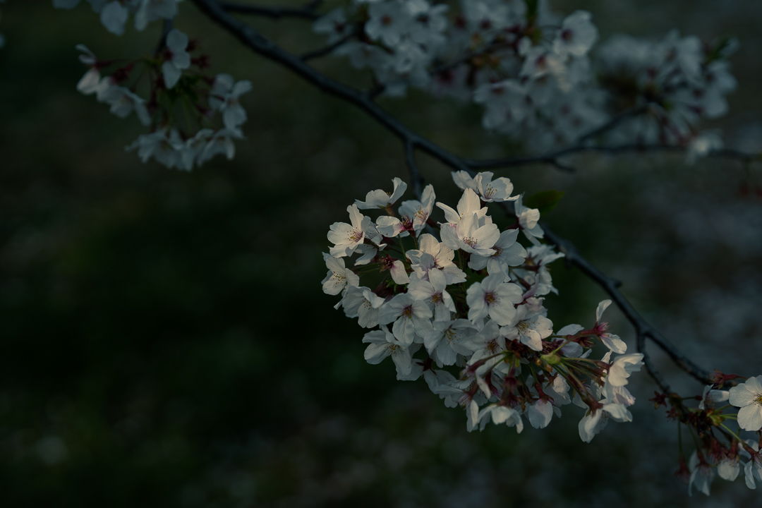 sakura_2021_2