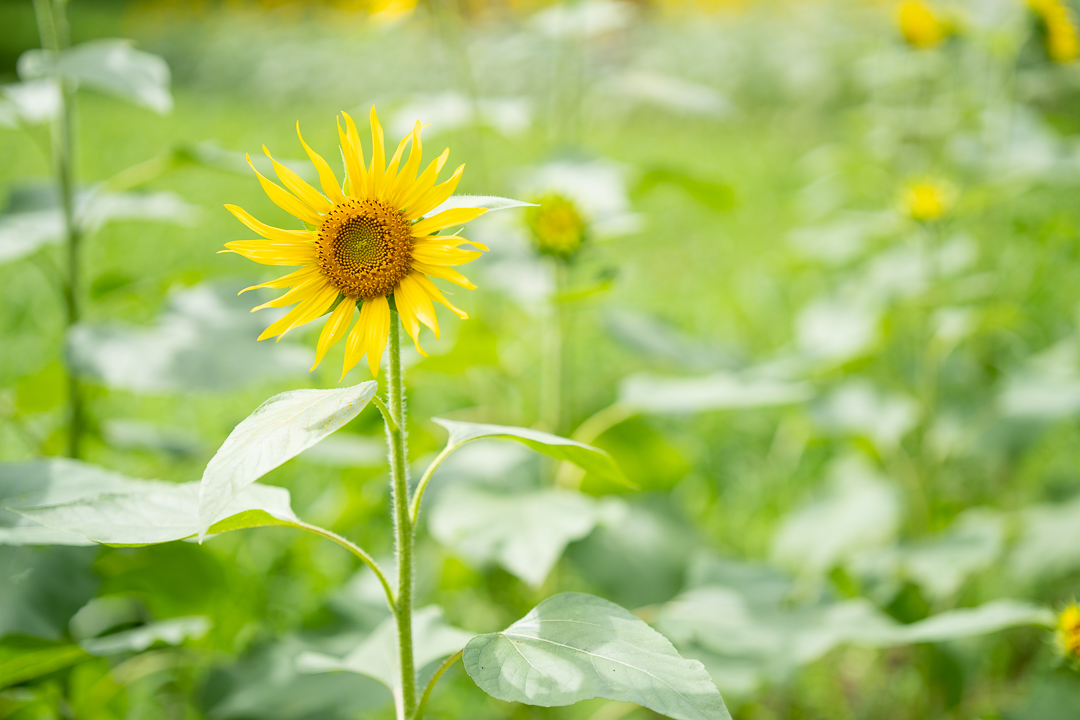 sunflower