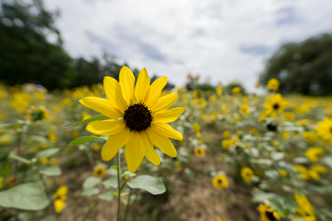 sunflower