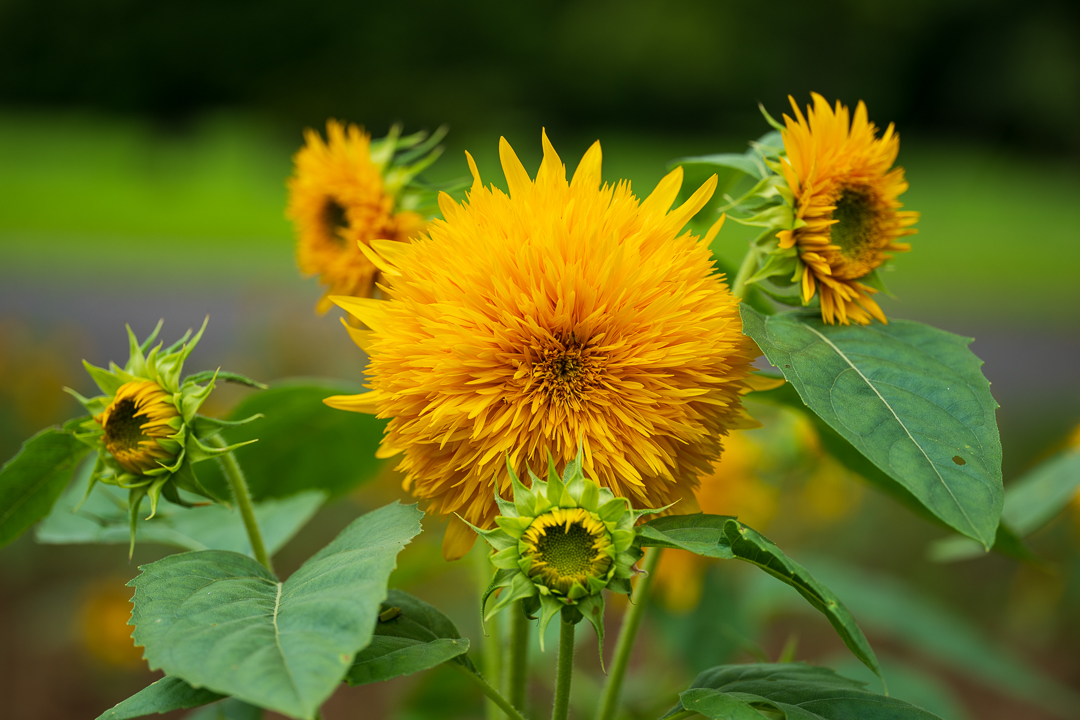 sunflower