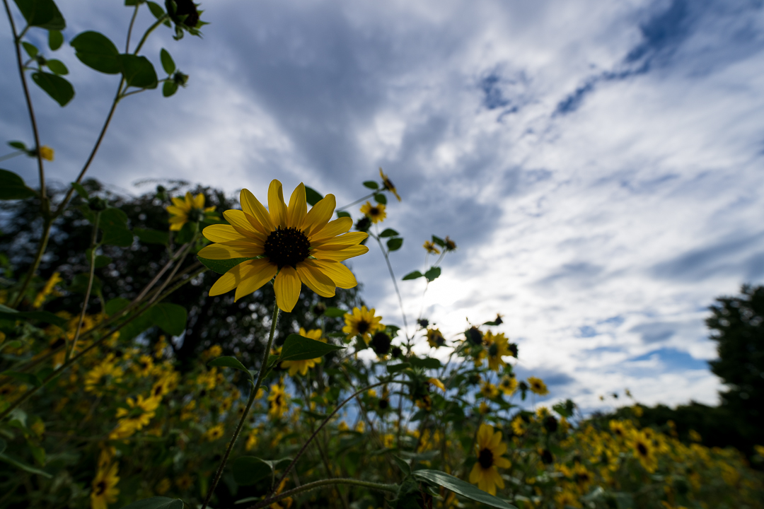 sunflower